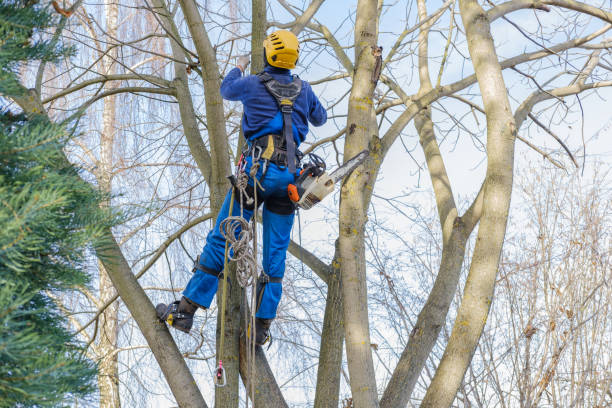 Best Tree and Shrub Care  in Cedar Bluff, VA